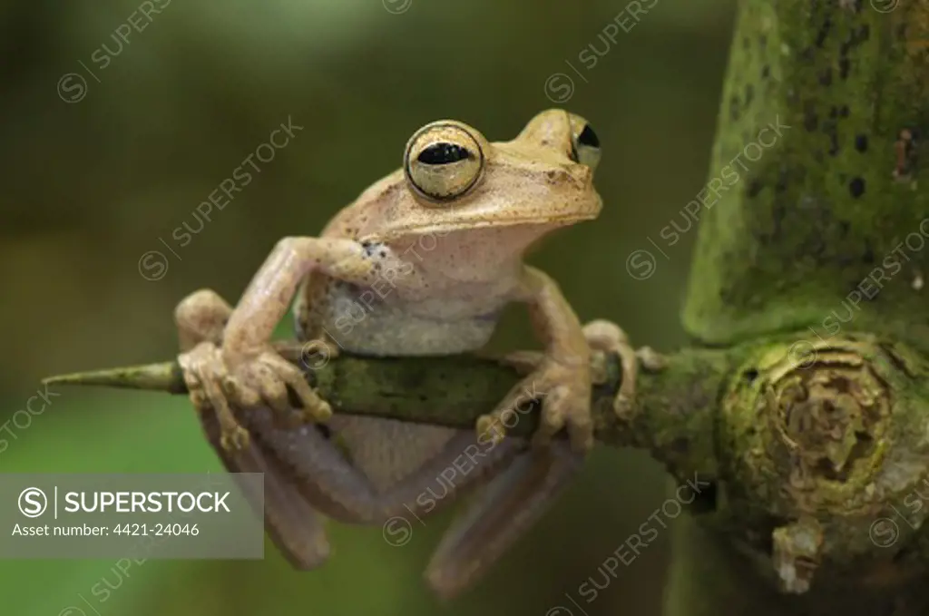 Gunther's Banded Treefrog (Hypsiboas fasciatus) adult, clinging to spine, Los Amigos Biological Station, Madre de Dios, Amazonia, Peru