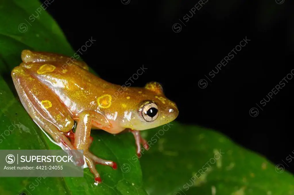 Montane Reed Frog (Hyperolius castaneus) adult, sitting on leaf in montane rainforest, Nyungwe Forest N.P., Rwanda, december