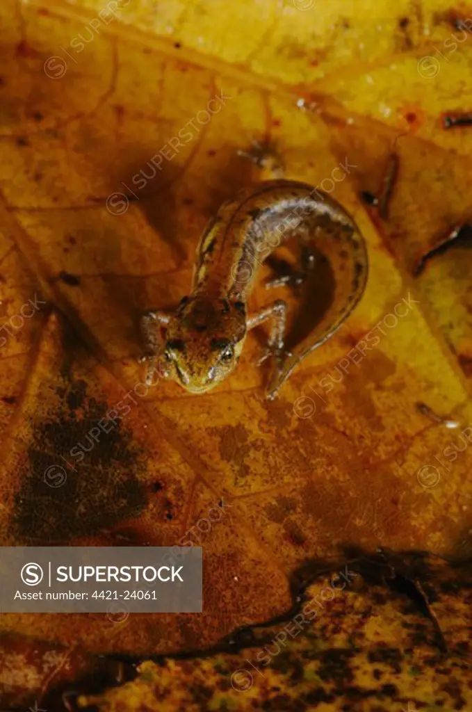 Italian Newt (Triturus italicus) young, standing on wet leaf litter, Italy, september