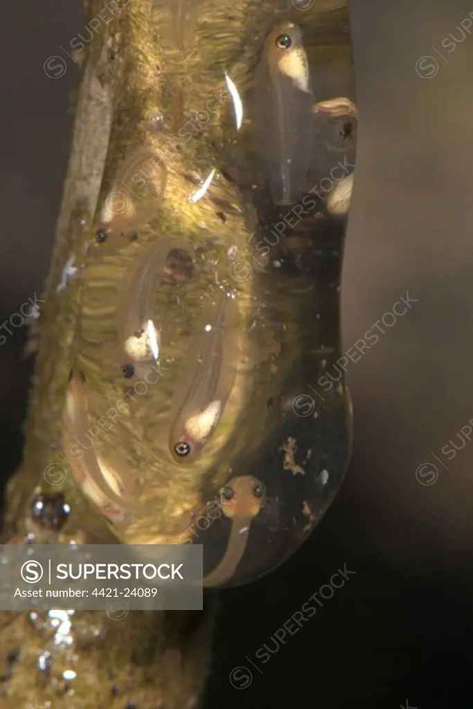 Treefrog (Hyla sp.) tadpoles, ready to hatch from jelly clutch hanging above pond in tropical forest, Los Amigos Biological Station, Madre de Dios, Amazonia, Peru