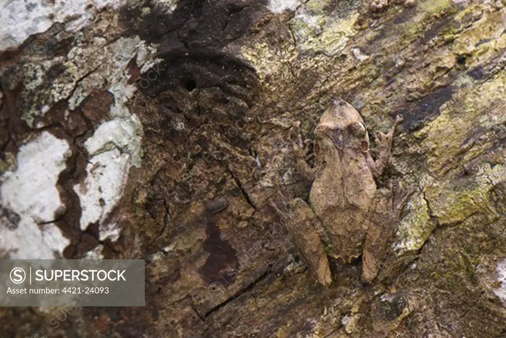 Eirunepe Snouted Treefrog (Scinax garbei) adult, camouflaged on tree trunk, Los Amigos Biolgical Station, Madre de Dios, Amazonia, Peru