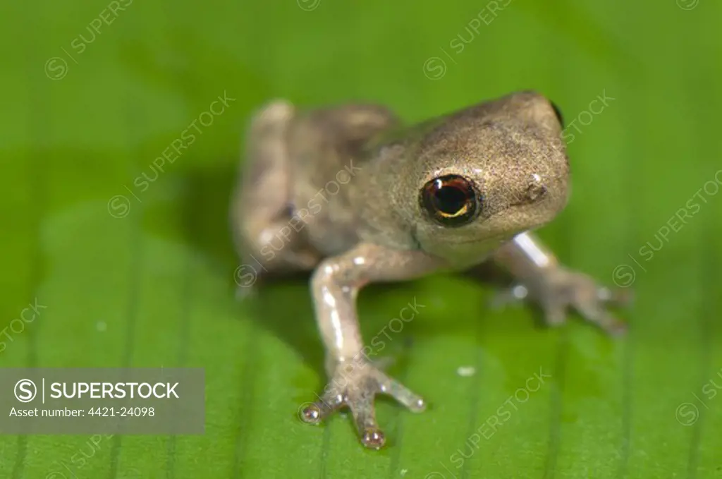 Slender-legged Treefrog (Osteocephalus sp.) froglet, sitting on leaf, Los Amigos Biological Station, Madre de Dios, Amazonia, Peru