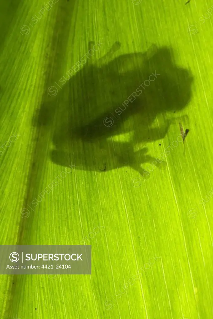 Berger's Glass Frog (Hyalinobatrachium bergeri) adult male, clinging to underside of leaf overhanging mountain stream, Departemento Cuzco, Andes, Peru