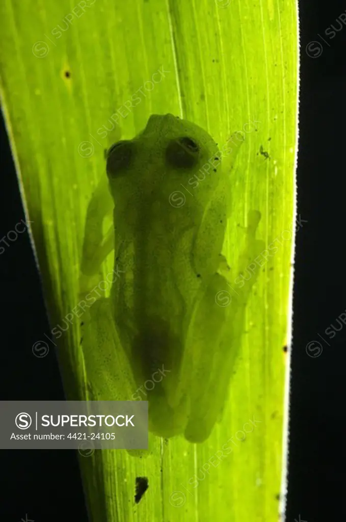 Berger's Glass Frog (Hyalinobatrachium bergeri) adult male, clinging to underside of leaf overhanging mountain stream, Departemento Cuzco, Andes, Peru