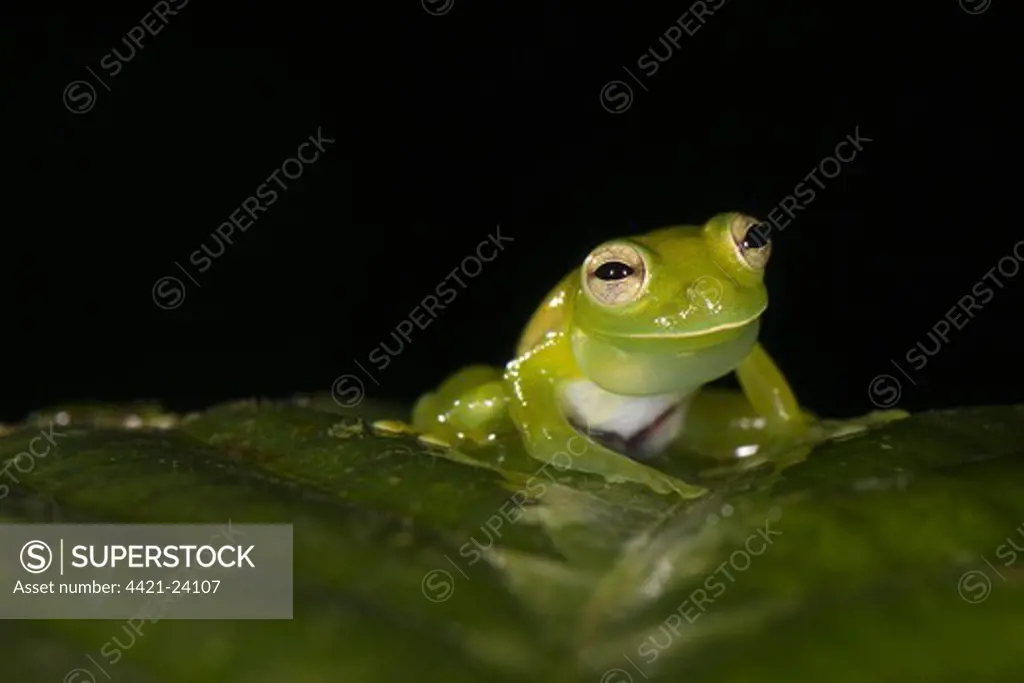 Santa Cecilia Cochran Frog (Cochranella midas) adult male, calling with vocal sac inflated, sitting on leaf, Los Amigos Biological Station, Madre de Dios, Amazonia, Peru