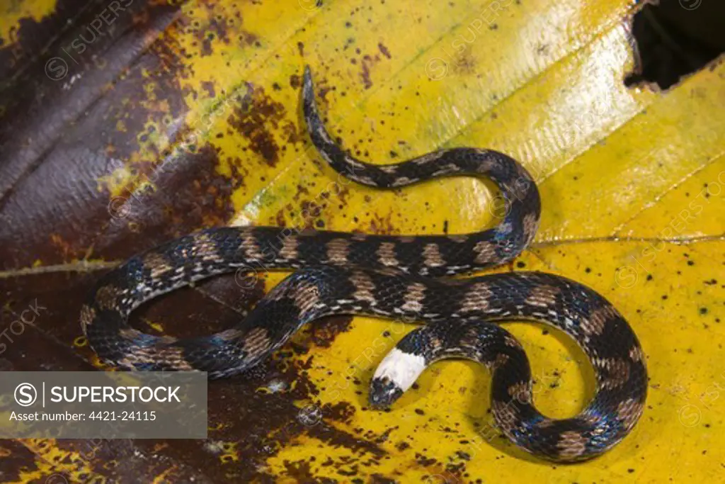 Ground Snake (Atractus sp.) adult, on leaf litter, Los Amigos Biological Station, Madre de Dios, Amazonia, Peru