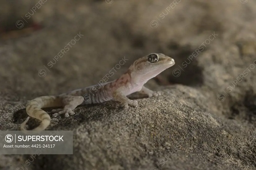 Drakensberg Rock Gecko (Afroedura nivaria) subadult, resting on rock, Drakensberg, South Africa