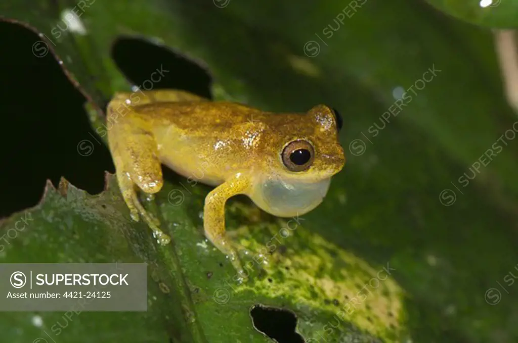 Lesser Treefrog (Dendropsophus minutus) adult male, calling, with inflated throat sac, clinging to leaf overhanging pond, Los Amigos Biological Station, Madre de Dios, Amazonia, Peru