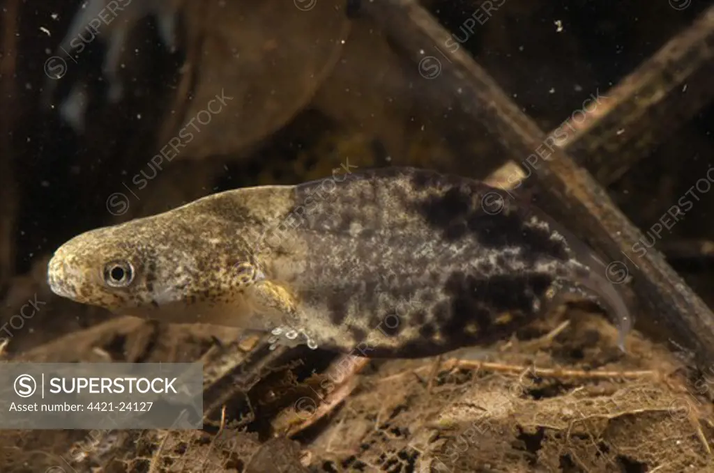 Acre Treefrog (Dendropsophus acreanus) tadpole, with developing hind legs, swimming, Los Amigos Biological Station, Madre de Dios, Amazonia, Peru