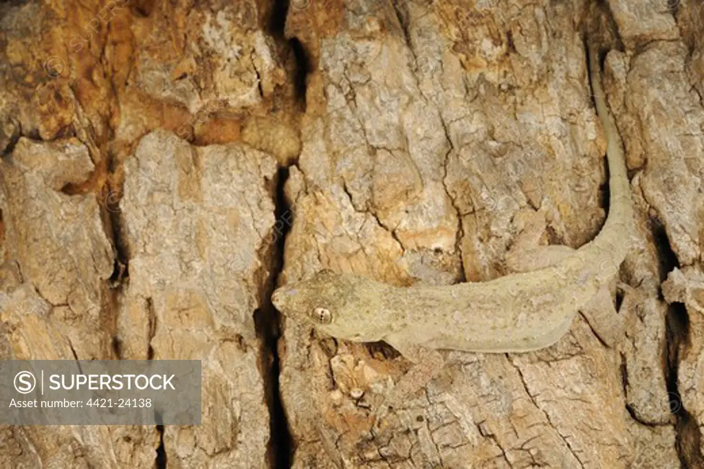 Flat-headed House Gecko (Hemidactylus platycephalus) adult, camouflaged on bark, Ruaha N.P., Tanzania