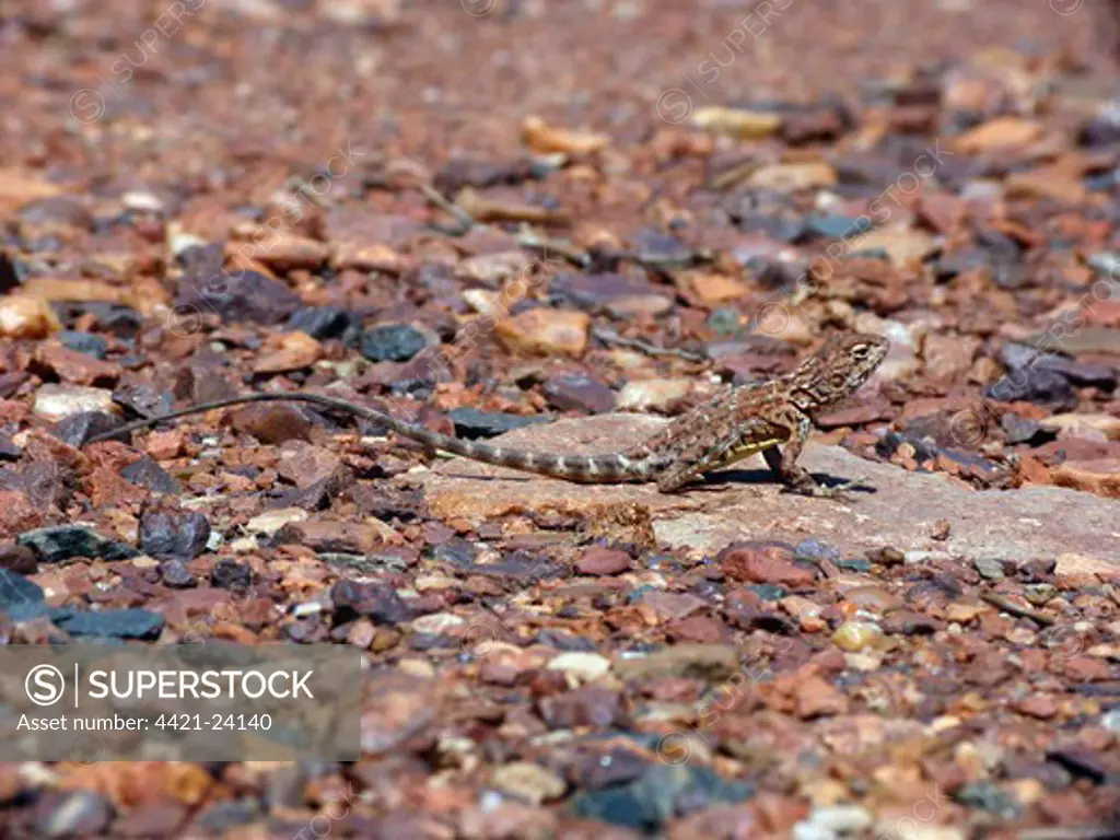 Pebble Dragon (Tympanocryptis cephalus) adult, standing on rock, with hind foot raised to keep cool, Western Australia, Australia