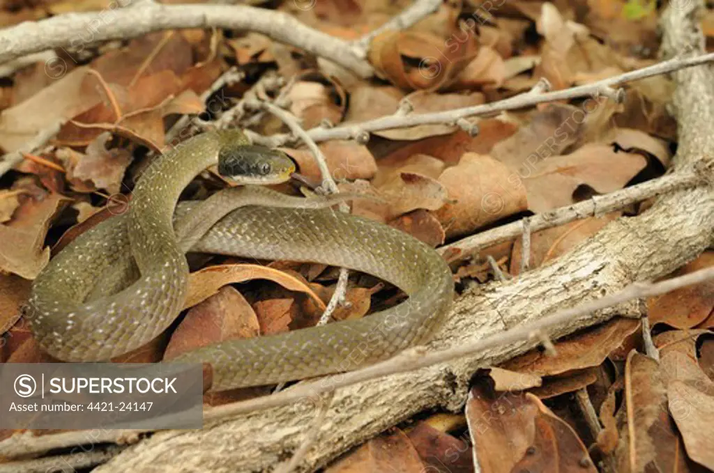 White-lipped Herald Snake (Crotaphopeltis hotamboeia) adult, flicking forked tongue, coiled on leaf litter, Ruaha N.P., Tanzania, january