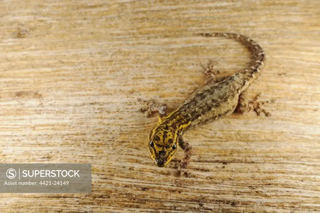 Dwarf Yellow-headed Gecko (Lygodactylus luteopicturatus) adult, Ruaha N.P., Tanzania, january