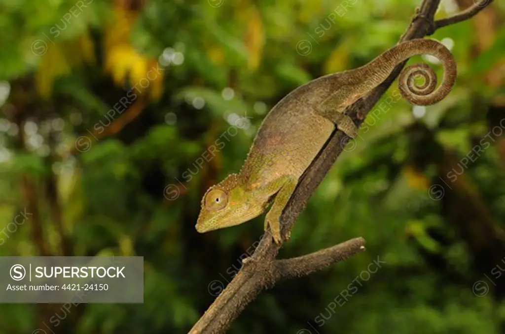 Kinyongia gyrolepis (Circular-scaled Chameleon) adult, clinging to branch, Kahuzi-Biega N.P., Kivu Region, Democratic Republic of Congo, november