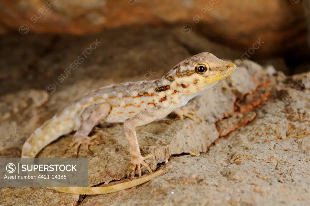 Samha Rock Gecko (Pristurus samhaensis) adult, resting on rock, Samha Island, Socotra Archipelago, Yemen, march