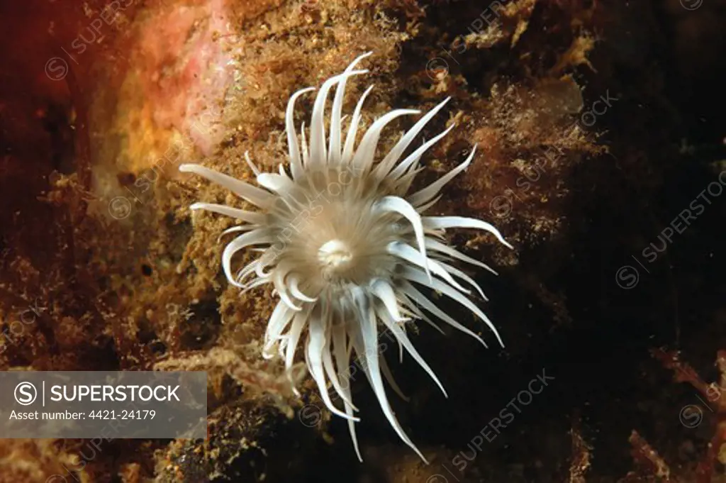 Sea Anemone (Actinothoe sphyrodeta) adult, with tentacles extended, Swanage Pier, Swanage Bay, Isle of Purbeck, Dorset, England, july