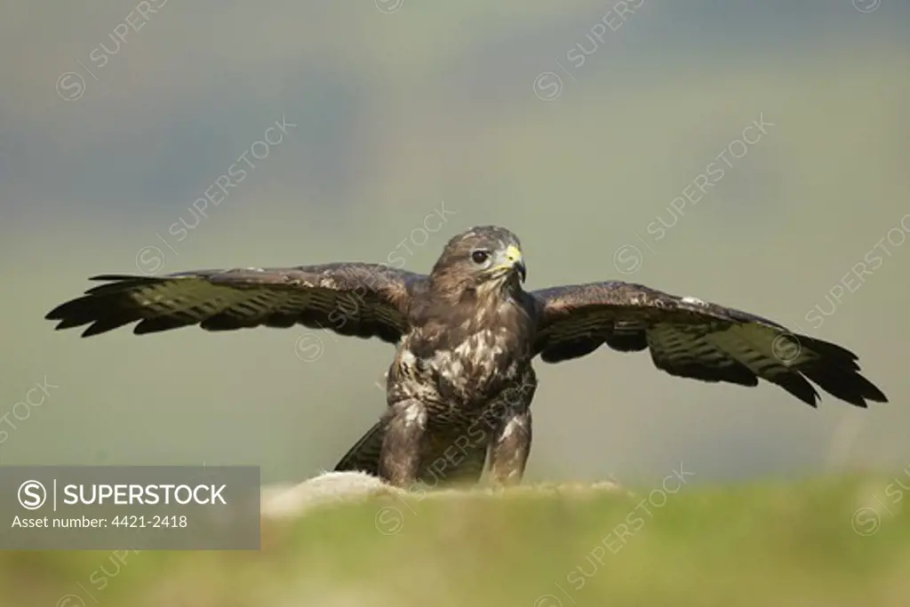 Common Buzzard (Buteo buteo) adult, feeding, mantling wings over European Rabbit (Oryctolagus cuniculus) carcass, Powys, Wales, may (captive)