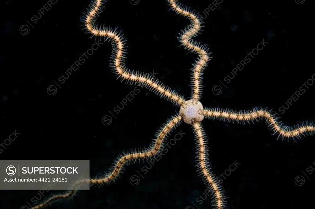Brittlestar (Ophiothrix sp.) adult, suspended in seawater, Lembata Island, Solor Archipelago, Lesser Sunda Islands, Indonesia