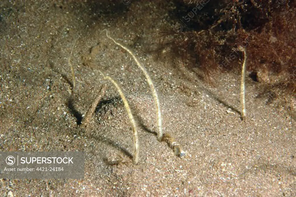 Sand Brittlestar (Amphiura brachiata) adult, buried in soft sand, Torbay, Devon, England, may