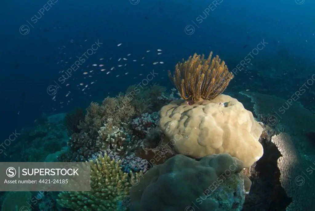 Coral reef habitat, with crinoid and fish, Morgue dive site, Christmas Island, Australia