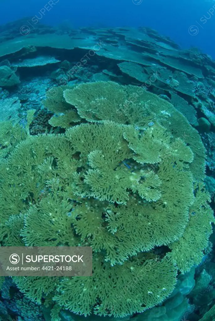 Coral reef habitat, with large table coral, Rhoda Beach dive site, Christmas Island, Australia