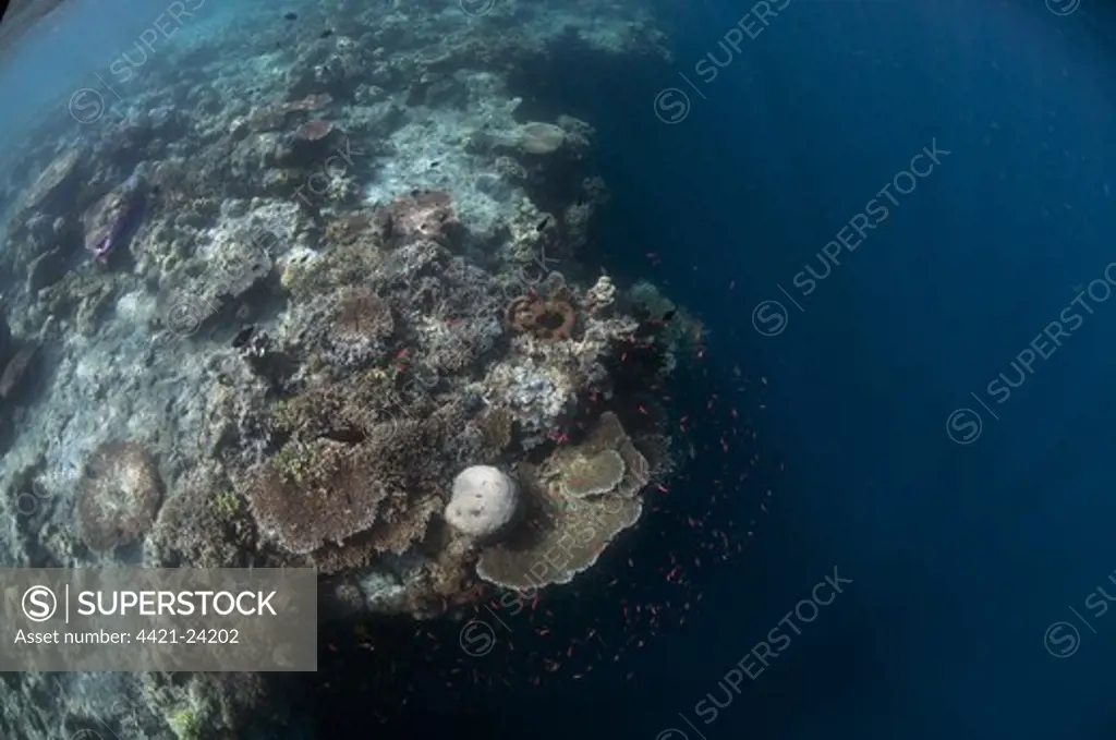 Coral reef habitat, with fish and edge of reef with dropoff to reef wall, Sipadan Island, Sabah, Borneo, Malaysia