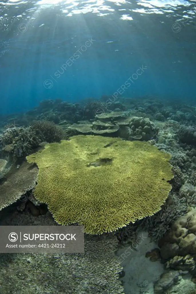 Table Coral (Acropora sp.) in reef habitat, Ameth Point, Nusa Laut, near Ambon Island, Maluku Islands, Banda Sea, Indonesia