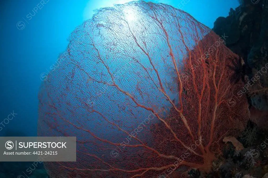 Red Sea-fan (Subergorgia mollis) on reef, Komba Island, Lesser Sunda Islands, Indonesia