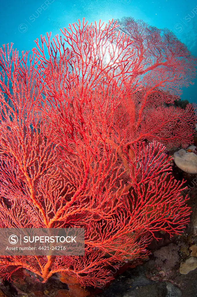 Red Sea-fan (Melithaea sp.) on reef, Caldera, Komba Island, Lesser Sunda Islands, Indonesia