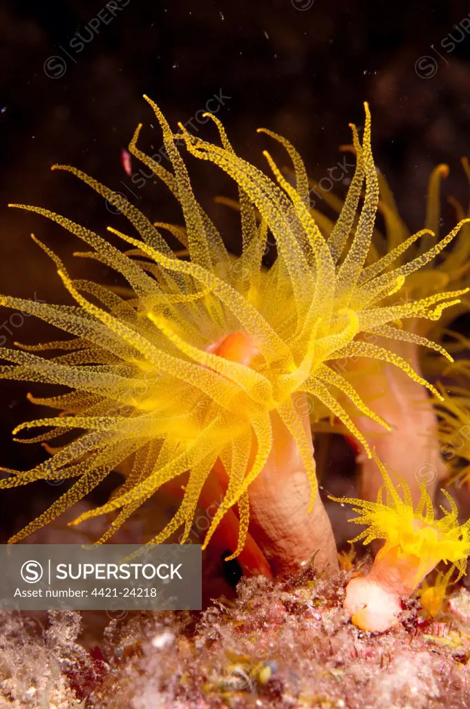 Yellow Coral (Tubastrea faulkneri) close-up of polyps, extended at night, Lembata Island, Solor Archipelago, Lesser Sunda Islands, Indonesia