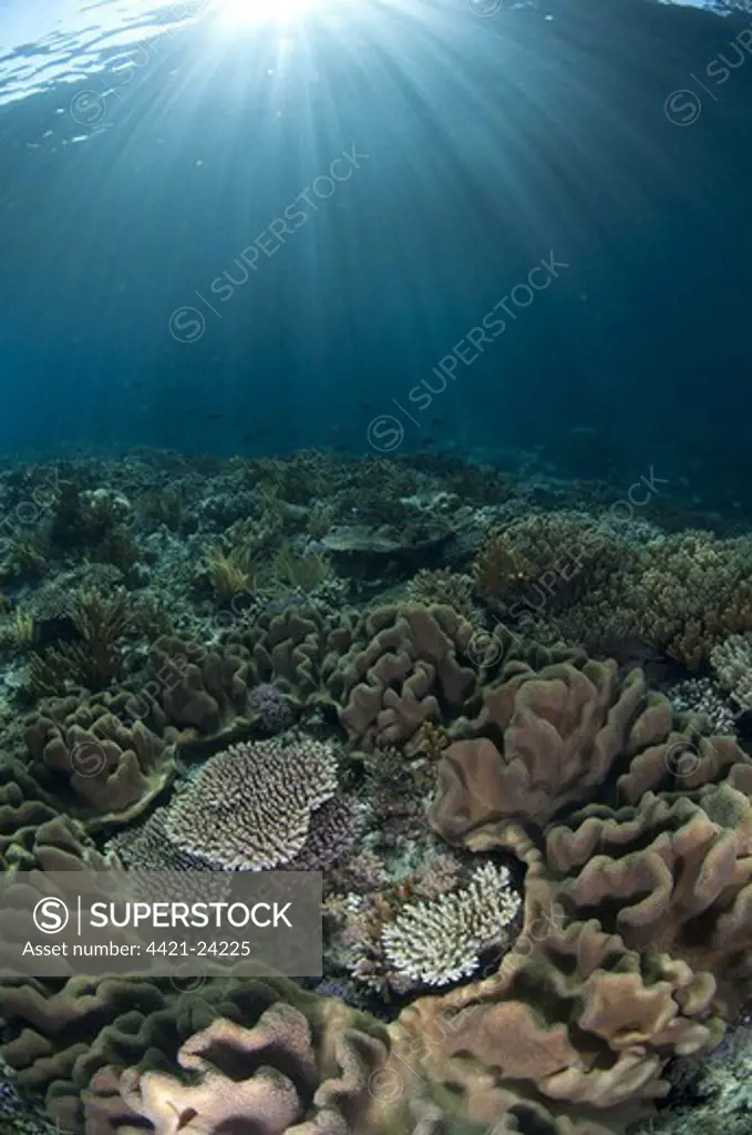 Coral reef habitat with sunbeams, Wetar Island, Barat Daya Islands, Lesser Sunda Islands, Maluku Province, Indonesia