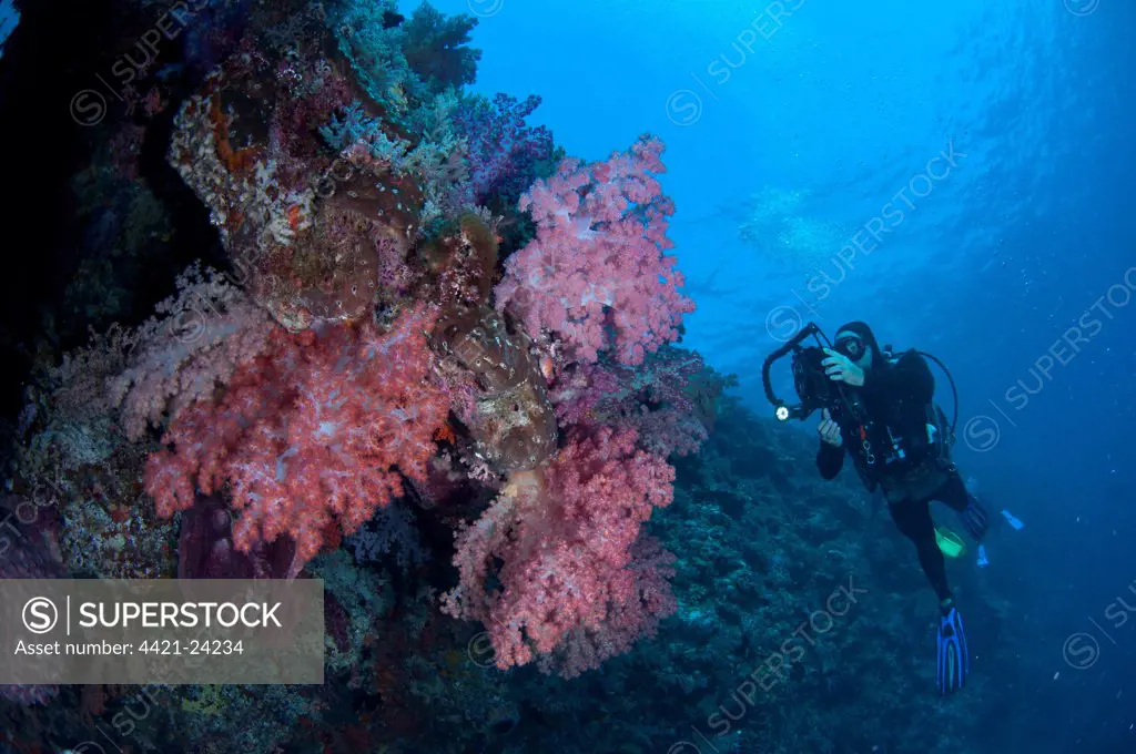 Red Soft Glomerate Tree Coral (Dendronephthya sp.) on reef, diver with light and camera, Kadola Island, Penyu Islands, Maluku Islands, Banda Sea, Indonesia