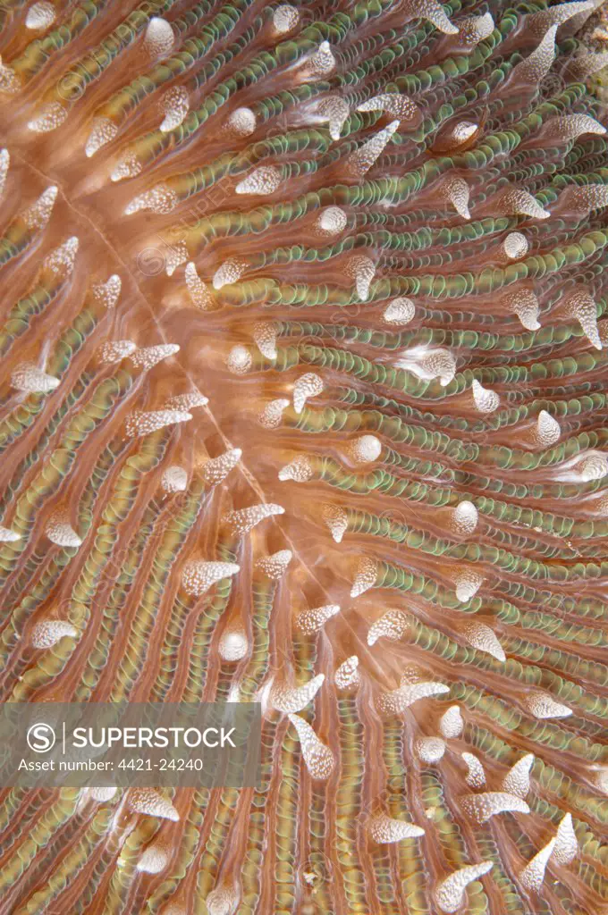 Mushroom Coral (Fungia scutaria) detail, Yillet Lagoon, near Boo Island, Raja Ampat Islands (Four Kings), West Papua, New Guinea, Indonesia