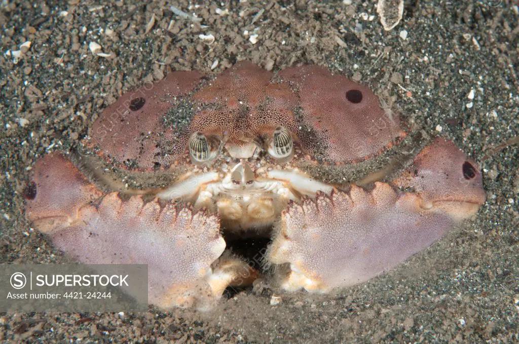 Box Crab (Calappa sp.) adult, buried in sand at night, Bunaken, Manado, Northeast Sulawesi, Indonesia