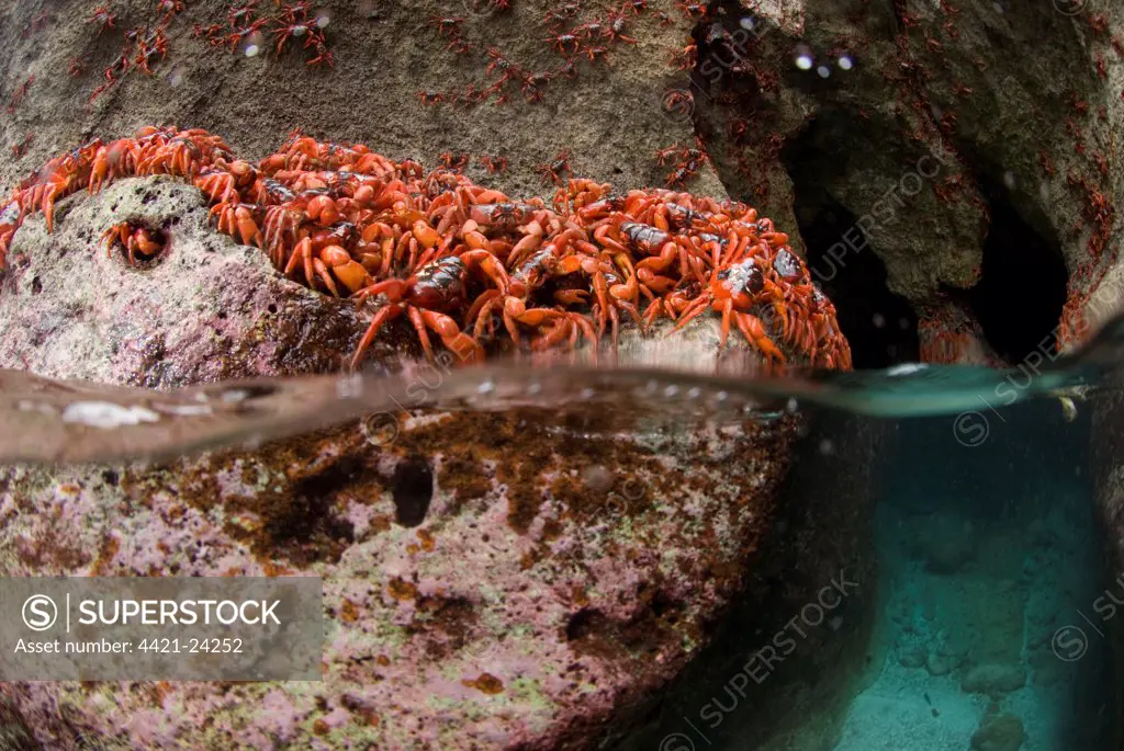 Christmas Island Red Crab (Gecarcoidea natalis) adults, mass on sea cliff rocks during annual migration, Christmas Island, Australia