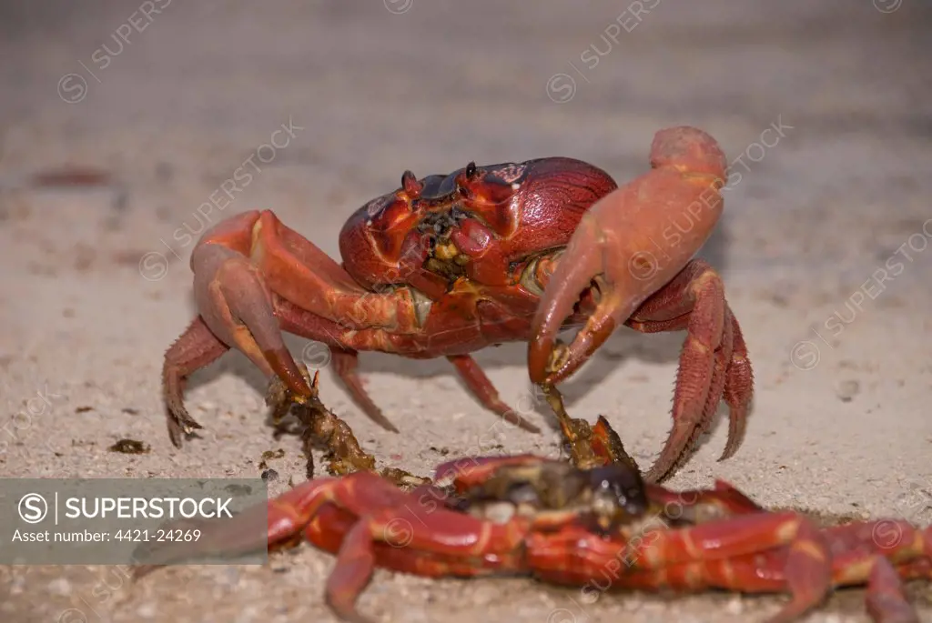 Christmas Island Red Crab (Gecarcoidea natalis) adult, cannibalising crushed crab on road during annual migration, Christmas Island, Australia