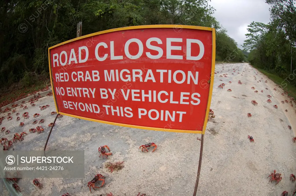 Christmas Island Red Crab (Gecarcoidea natalis) adults, mass on road with 'Road Closed' sign, annual migration, Christmas Island, Australia