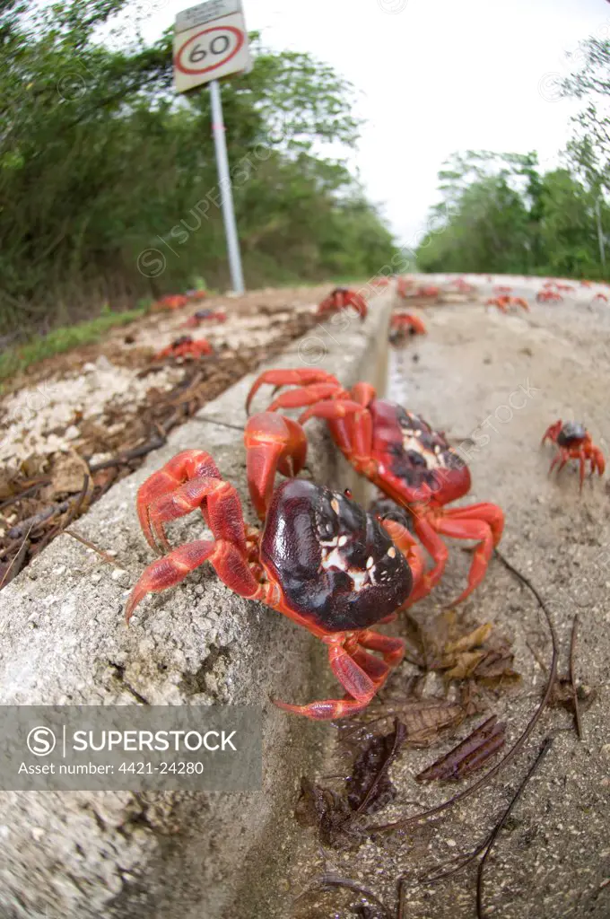 Christmas Island Red Crab (Gecarcoidea natalis) adults, mass on road with sign during annual migration, Christmas Island, Australia