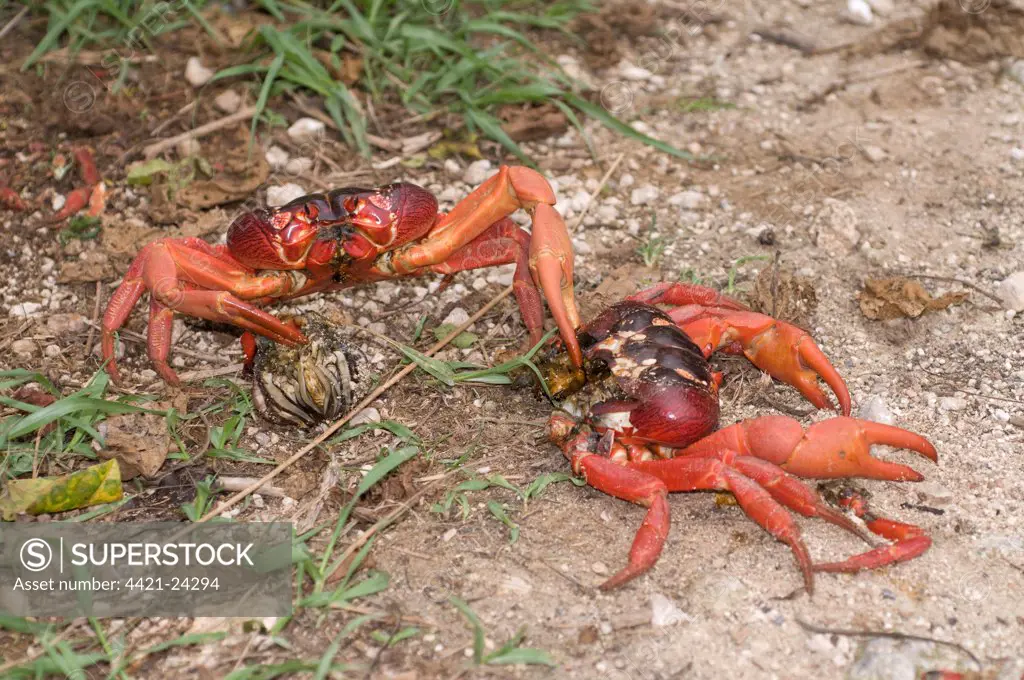 Christmas Island Red Crab (Gecarcoidea natalis) adult, cannibalising crushed crab, Christmas Island, Australia