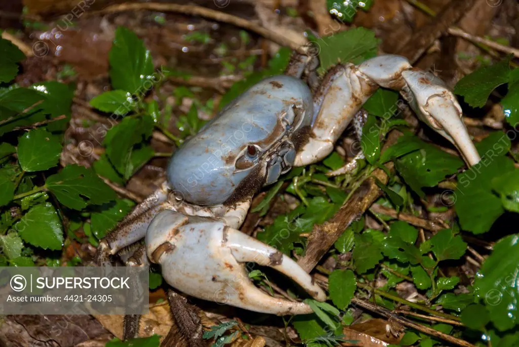 Blue Crab (Discoplax hirtipes) adult, on forest floor, Christmas Island, Australia