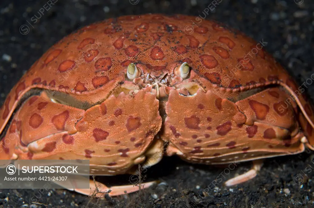 Box Crab (Calappa calappa) adult, resting on seabed, Lembeh Island, Sulawesi, Indonesia