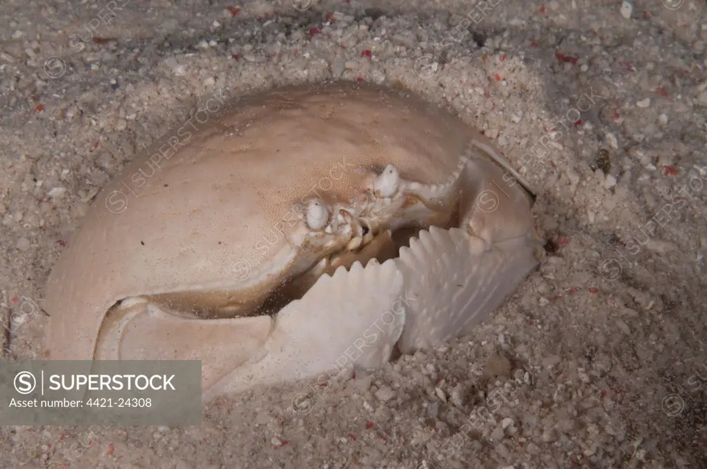 Box Crab (Calappa calappa) adult, buried in sand, Mabul Island, Sabah, Borneo, Malaysia