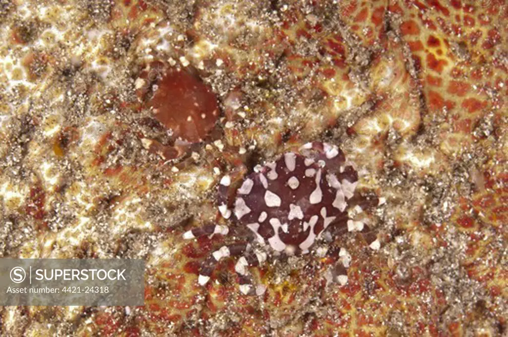 Harlequin Crab (Lissocarcinus orbicularis) adult and immature, camouflaged on sea cucumber at night, Reta Island, Alor Archipelago, Lesser Sunda Islands, Indonesia