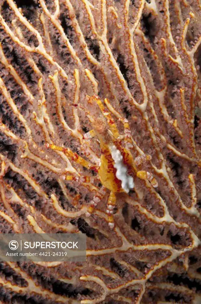 Depressed Spider Crab (Xenocarcinus depressus) adult, on coral fan, Dampier Straits, Raja Ampat Islands (Four Kings), West Papua, New Guinea, Indonesia