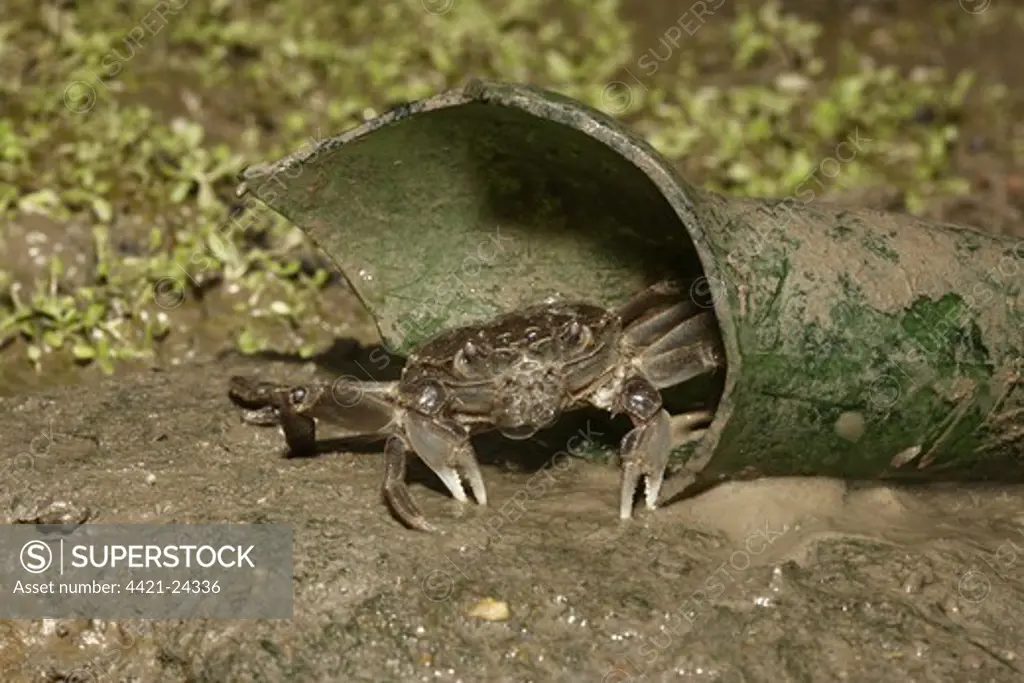 Chinese Mitten Crab (Eriocheir sinensis) introduced species, adult, sheltering in broken bottle, River Thames, London, England