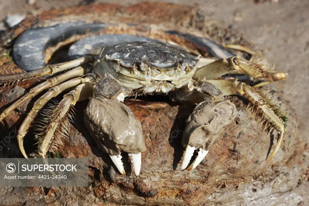 Chinese Mitten Crab (Eriocheir sinensis) introduced species, adult, with mud on claws, on shore, River Thames, London, England, october