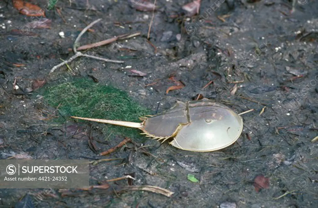 Crab - Horseshoe (Limulus polyphemus) on mud