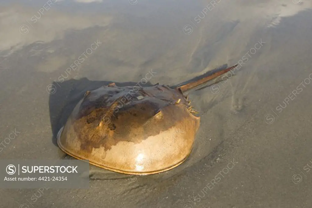 Horseshoe Crab (Limulus polyphemus) adult, on sandy beach, New Jersey, U.S.A., september
