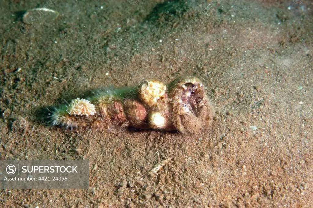 Hairy Hermit Crab (Pagurus cuanensis) adult, with Seaslug (Cuthona nana) feeding on Hydroid (Hydractinia sp.) on shell, Torbay, Devon, England