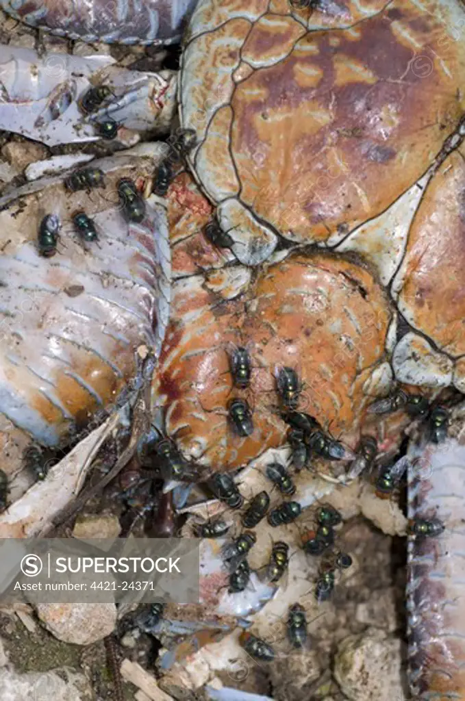 Giant Coconut Crab (Birgus latro) dead, crushed on road, covered with flies, Christmas Island, Australia